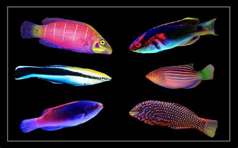30 Types of Wrasse for Reef Tanks (With Pictures).